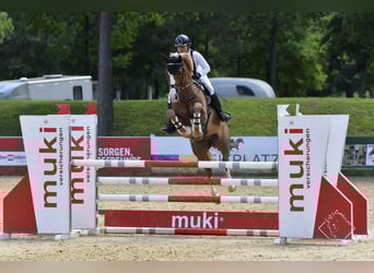 Caballo de salto Oldenburgo, Caballo castrado, 13 años, 165 cm, Alazán