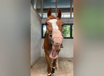 Caballo de salto Oldenburgo, Caballo castrado, 13 años, 165 cm, Alazán