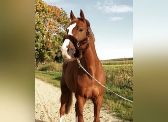 Caballo de salto Oldenburgo, Caballo castrado, 13 años, 165 cm, Alazán