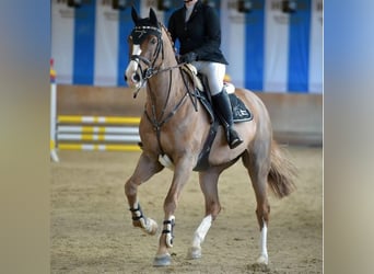 Caballo de salto Oldenburgo, Caballo castrado, 13 años, 165 cm, Alazán