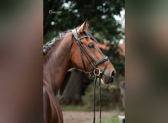 Caballo de salto Oldenburgo, Caballo castrado, 13 años, 176 cm, Castaño