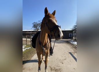 Caballo de salto Oldenburgo Mestizo, Caballo castrado, 13 años, 180 cm, Alazán