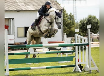 Caballo de salto Oldenburgo, Caballo castrado, 14 años, 168 cm, Tordo