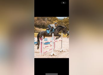 Caballo de salto Oldenburgo, Caballo castrado, 14 años, 170 cm, Castaño oscuro