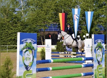 Caballo de salto Oldenburgo, Caballo castrado, 14 años, 172 cm, Tordo