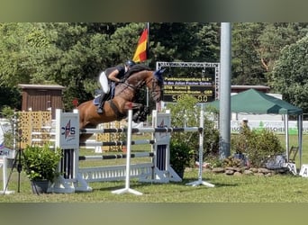 Caballo de salto Oldenburgo, Caballo castrado, 14 años, 176 cm