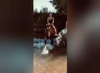 Caballo de salto Oldenburgo, Caballo castrado, 14 años, 189 cm, Castaño