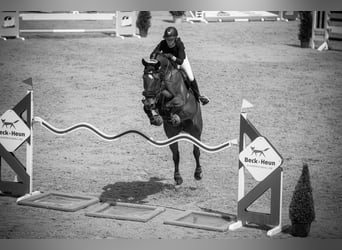 Caballo de salto Oldenburgo, Caballo castrado, 14 años, 189 cm, Castaño