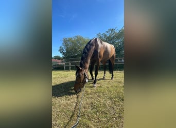 Caballo de salto Oldenburgo, Caballo castrado, 15 años, 170 cm, Castaño