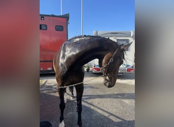 Caballo de salto Oldenburgo, Caballo castrado, 15 años, 170 cm, Castaño