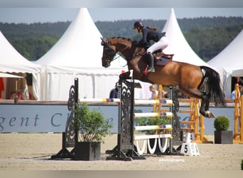 Caballo de salto Oldenburgo, Caballo castrado, 15 años, 170 cm, Castaño