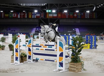 Caballo de salto Oldenburgo, Caballo castrado, 15 años, 174 cm, Tordo