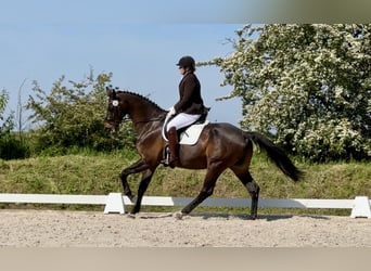 Caballo de salto Oldenburgo, Caballo castrado, 16 años, 182 cm, Castaño oscuro