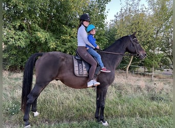 Caballo de salto Oldenburgo, Caballo castrado, 16 años, 183 cm, Castaño