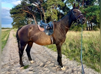Caballo de salto Oldenburgo, Caballo castrado, 16 años, 183 cm, Castaño