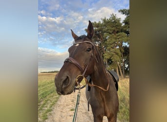 Caballo de salto Oldenburgo, Caballo castrado, 16 años, 183 cm, Castaño
