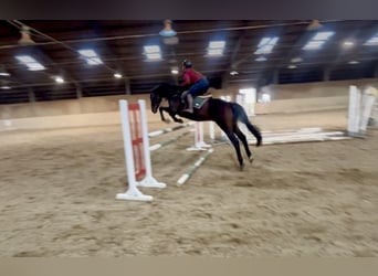 Caballo de salto Oldenburgo, Caballo castrado, 17 años, 170 cm, Castaño oscuro