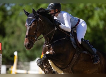 Caballo de salto Oldenburgo, Caballo castrado, 17 años, 170 cm, Castaño oscuro