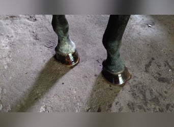 Caballo de salto Oldenburgo, Caballo castrado, 17 años, 177 cm, Negro