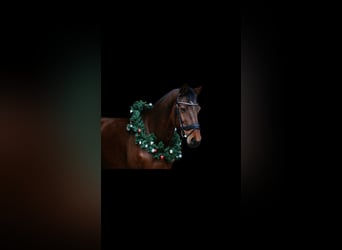 Caballo de salto Oldenburgo, Caballo castrado, 18 años, 166 cm, Castaño