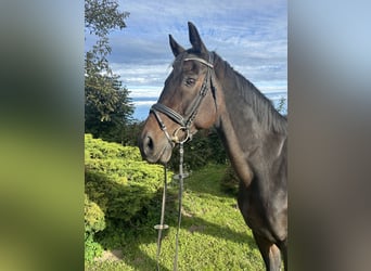 Caballo de salto Oldenburgo, Caballo castrado, 18 años, 170 cm, Castaño oscuro