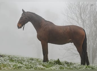 Caballo de salto Oldenburgo, Caballo castrado, 18 años, 173 cm, Castaño