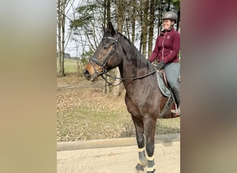 Caballo de salto Oldenburgo, Caballo castrado, 18 años, 174 cm, Castaño oscuro