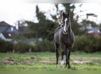 Caballo de salto Oldenburgo, Caballo castrado, 1 año, 170 cm, Musgo