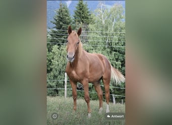Caballo de salto Oldenburgo, Caballo castrado, 1 año, 180 cm, Alazán