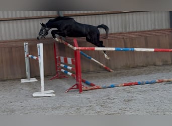 Caballo de salto Oldenburgo, Caballo castrado, 2 años, 158 cm, Tordo