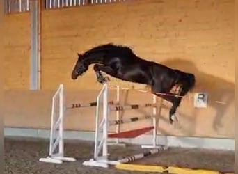 Caballo de salto Oldenburgo, Caballo castrado, 2 años, 165 cm, Castaño oscuro