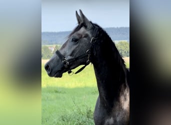 Caballo de salto Oldenburgo, Caballo castrado, 2 años, 168 cm, Tordo