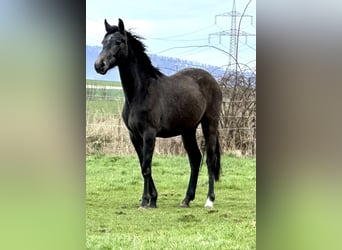 Caballo de salto Oldenburgo, Caballo castrado, 2 años, 168 cm, Tordo