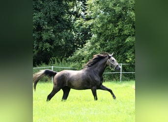 Caballo de salto Oldenburgo, Caballo castrado, 2 años, 168 cm, Tordo