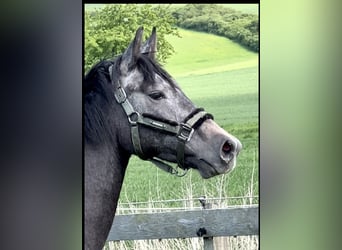 Caballo de salto Oldenburgo, Caballo castrado, 2 años, 168 cm, Tordo