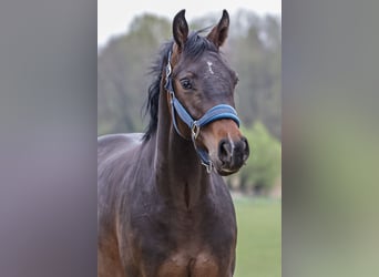 Caballo de salto Oldenburgo, Caballo castrado, 2 años, 170 cm, Morcillo