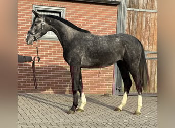 Caballo de salto Oldenburgo, Caballo castrado, 2 años, 170 cm, Tordo