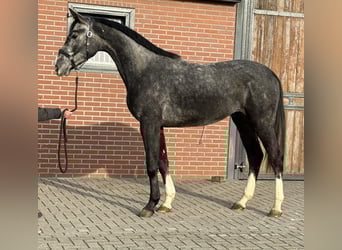 Caballo de salto Oldenburgo, Caballo castrado, 2 años, 170 cm, Tordo
