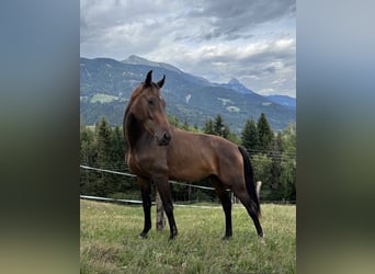 Caballo de salto Oldenburgo, Caballo castrado, 2 años, Castaño