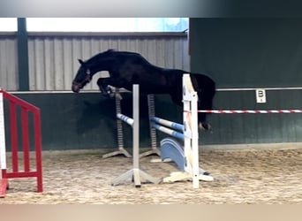 Caballo de salto Oldenburgo, Caballo castrado, 3 años, 162 cm, Morcillo