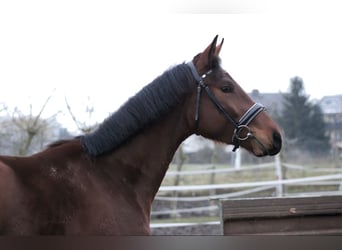 Caballo de salto Oldenburgo, Caballo castrado, 3 años, 165 cm, Castaño