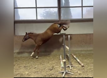 Caballo de salto Oldenburgo, Caballo castrado, 3 años, 166 cm, Alazán