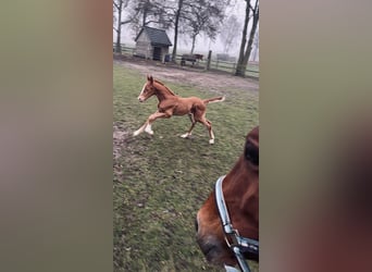 Caballo de salto Oldenburgo, Caballo castrado, 3 años, 166 cm, Alazán