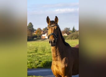 Caballo de salto Oldenburgo, Caballo castrado, 3 años, 168 cm, Castaño