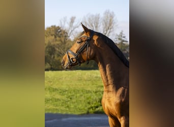 Caballo de salto Oldenburgo, Caballo castrado, 3 años, 168 cm, Castaño