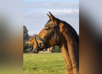 Caballo de salto Oldenburgo, Caballo castrado, 3 años, 168 cm, Castaño