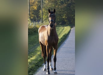 Caballo de salto Oldenburgo, Caballo castrado, 3 años, 168 cm, Castaño