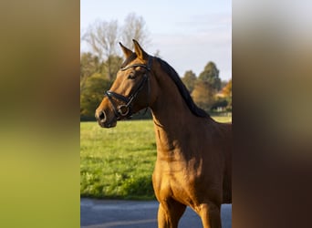 Caballo de salto Oldenburgo, Caballo castrado, 3 años, 168 cm, Castaño