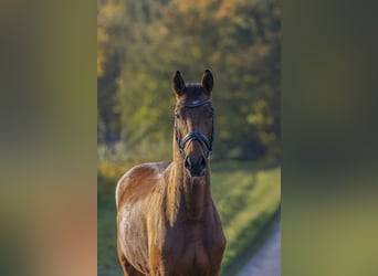 Caballo de salto Oldenburgo, Caballo castrado, 3 años, 168 cm, Castaño