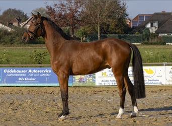 Caballo de salto Oldenburgo, Caballo castrado, 3 años, 168 cm, Castaño